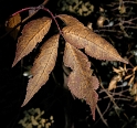 4711 Blatt-_SAM0363-1-Kopie